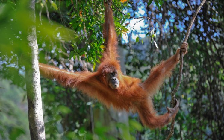 jungle, Monkeys, Orangutans HD Wallpaper Desktop Background