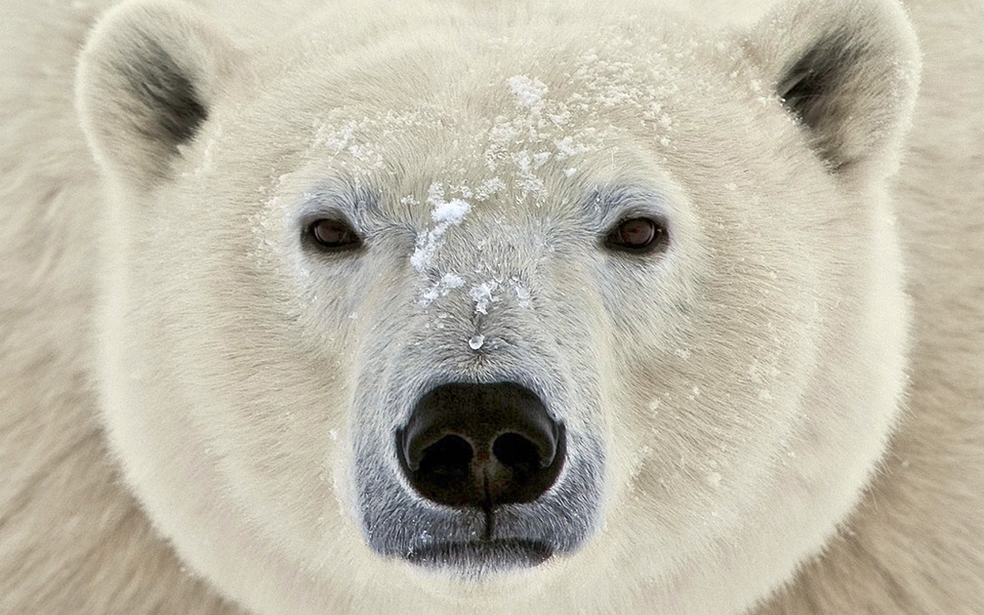 animals, Polar, Bears Wallpaper