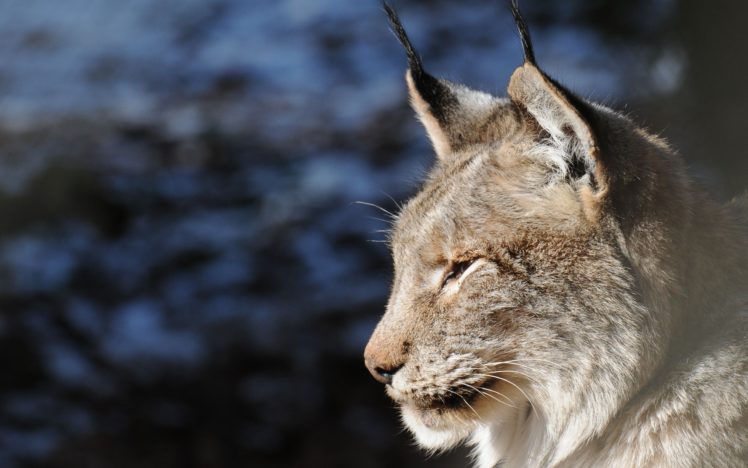 animals, Lynx HD Wallpaper Desktop Background