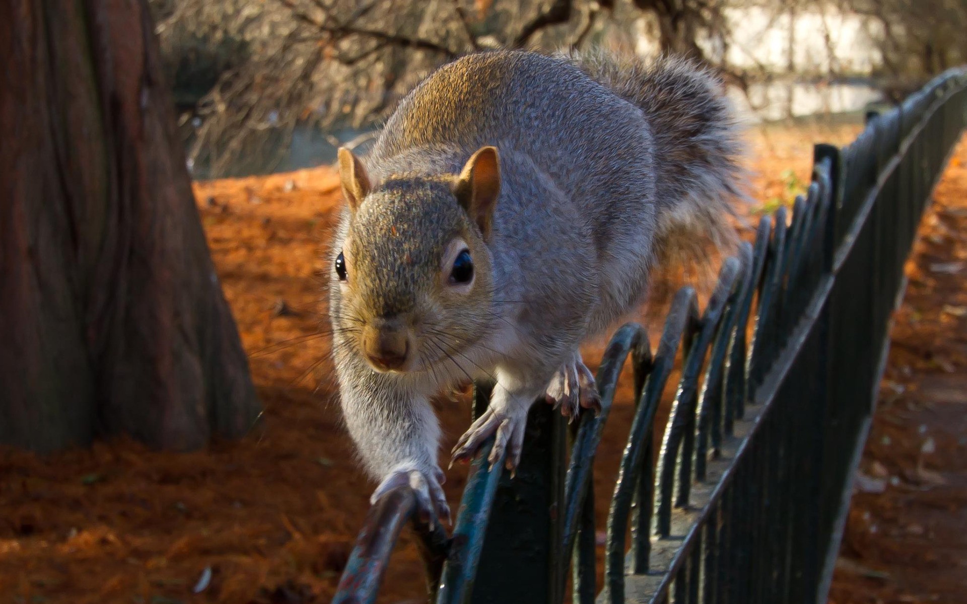 animals, Squirrels Wallpaper