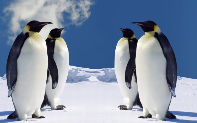 nature, Birds, Animals, Penguins HD Wallpaper Desktop Background