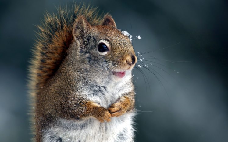 close up, Nature, Winter, Animals, Squirrels HD Wallpaper Desktop Background
