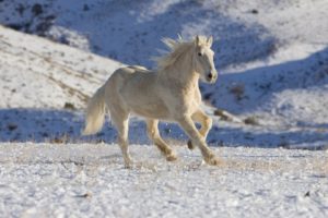white, Horse