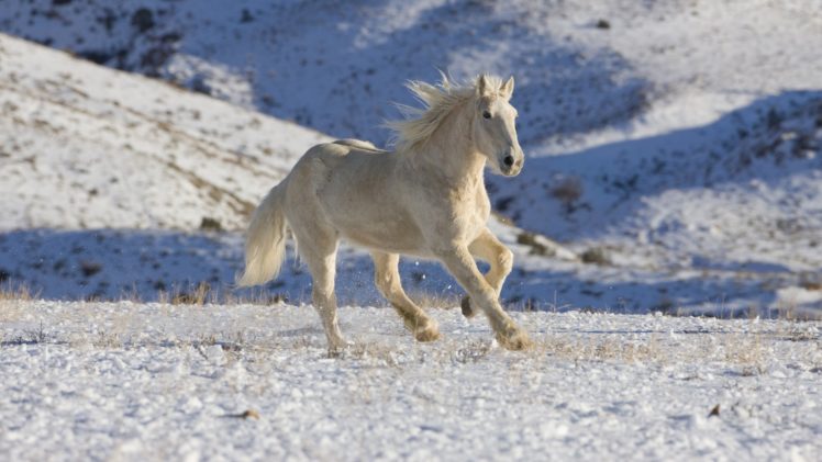 white, Horse HD Wallpaper Desktop Background