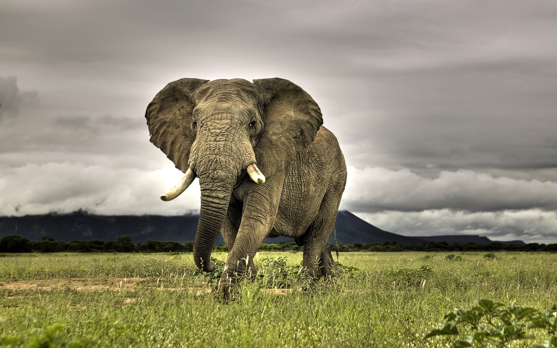 elephant Wallpaper