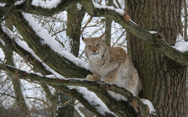 animals, Lynx, Feline HD Wallpaper Desktop Background