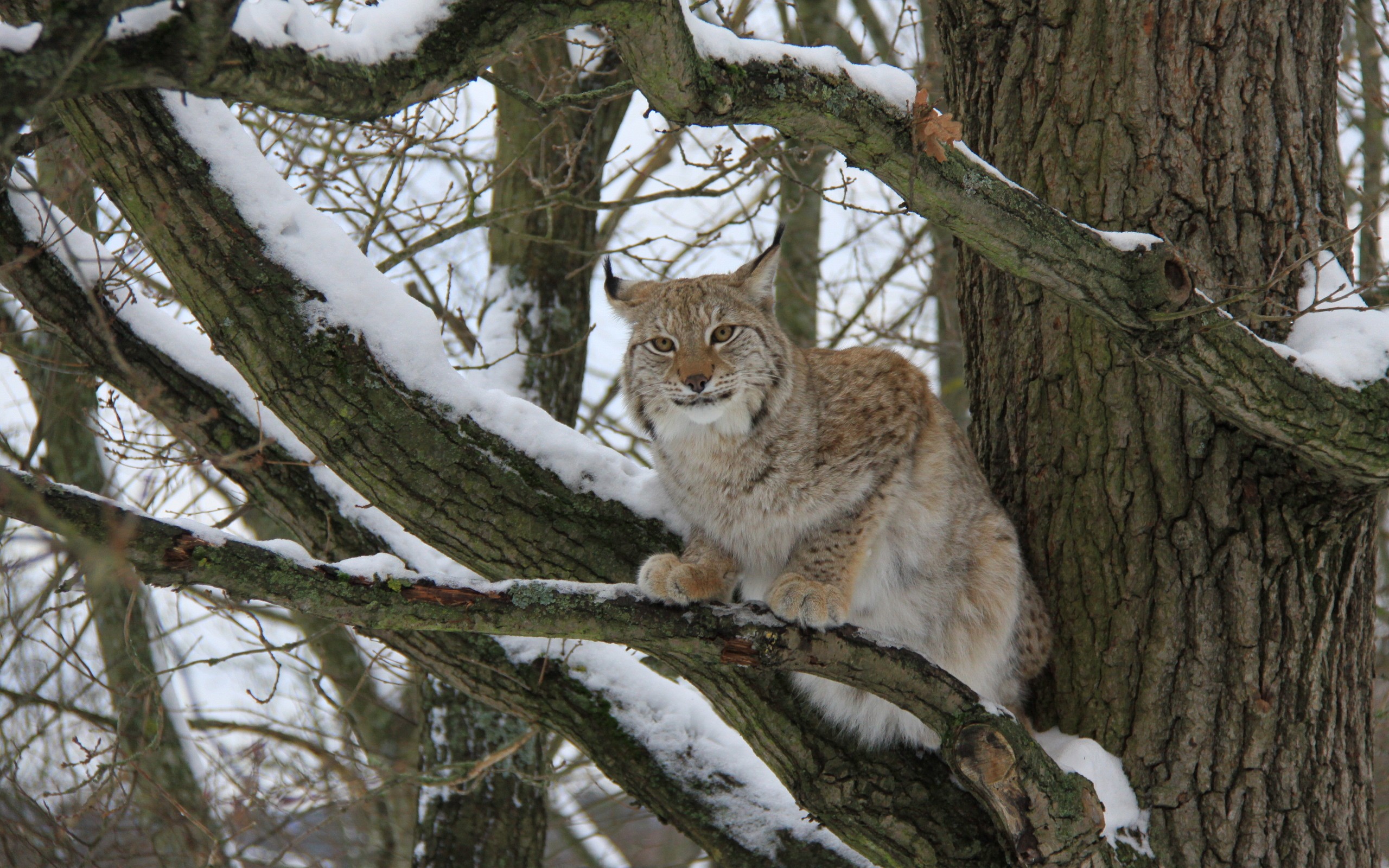 animals, Lynx, Feline Wallpaper