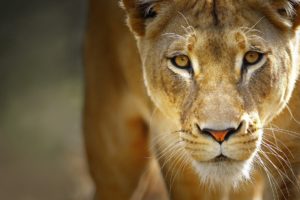 close up, Nature, Animals, Lions
