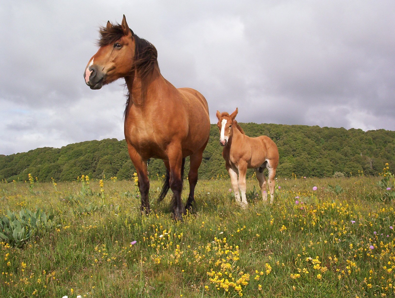 jument, And, Poulain Wallpaper