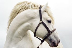 animal, Horse, White, Beauty