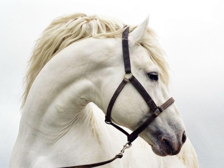 animal, Horse, White, Beauty HD Wallpaper Desktop Background