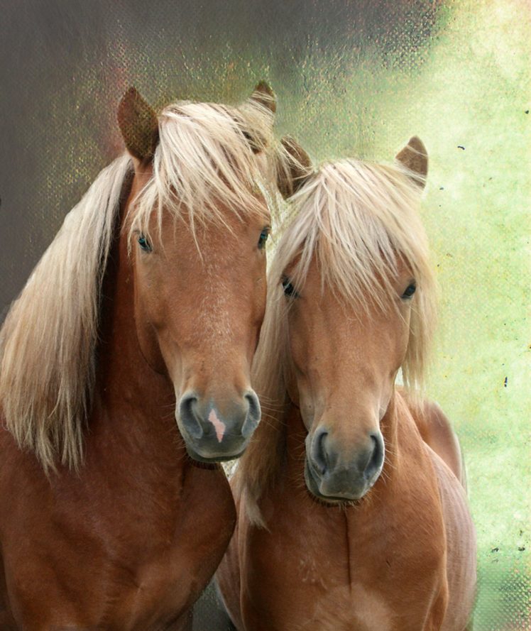 horses, Animal, Beauty HD Wallpaper Desktop Background