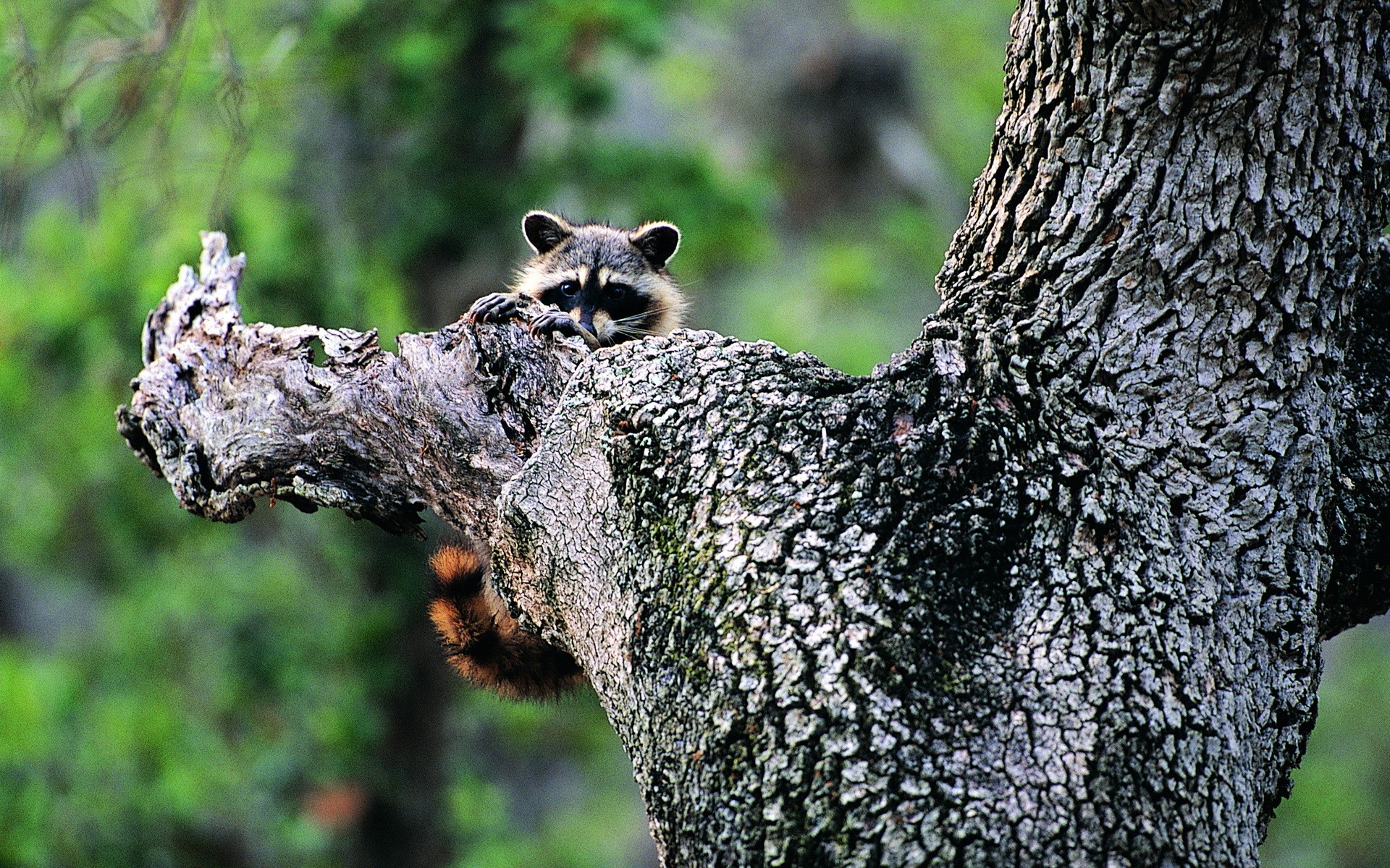 animals, Raccoons Wallpaper