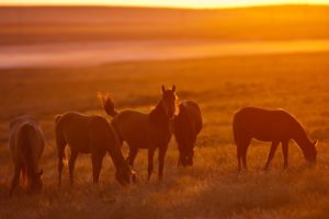 animals, Silhouettes, Fields, Horses, Sunlight