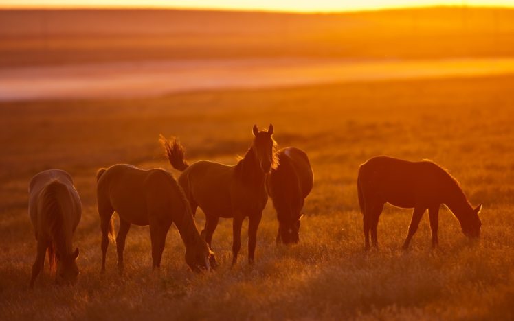animals, Silhouettes, Fields, Horses, Sunlight HD Wallpaper Desktop Background