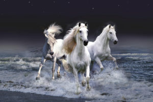 mystic, Horses