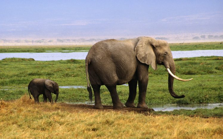 animals, Elephants, Baby, Elephant, Baby, Animals HD Wallpaper Desktop Background