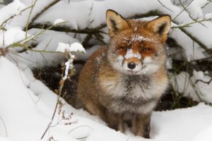 nature, Winter, Snow, Animals, Cold, Foxes