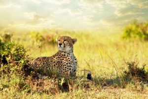 cheetah, Savanna, Africa