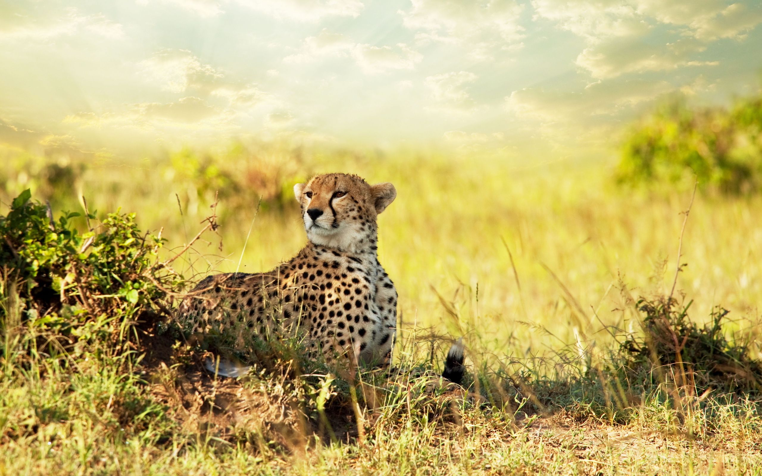 cheetah, Savanna, Africa Wallpaper