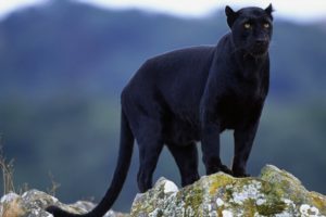 animals, Panthers, Black, Panther