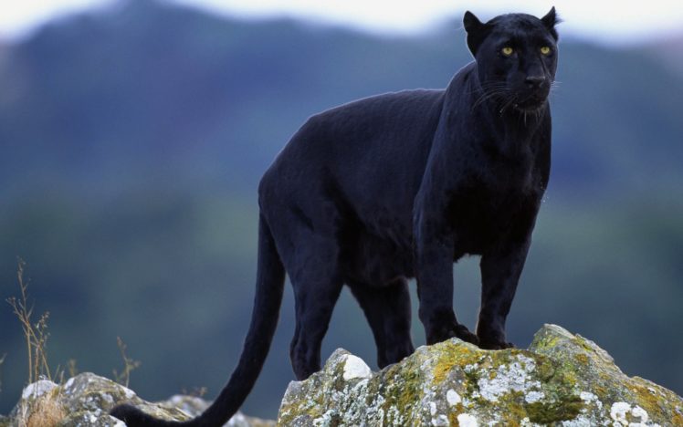 animals, Panthers, Black, Panther HD Wallpaper Desktop Background