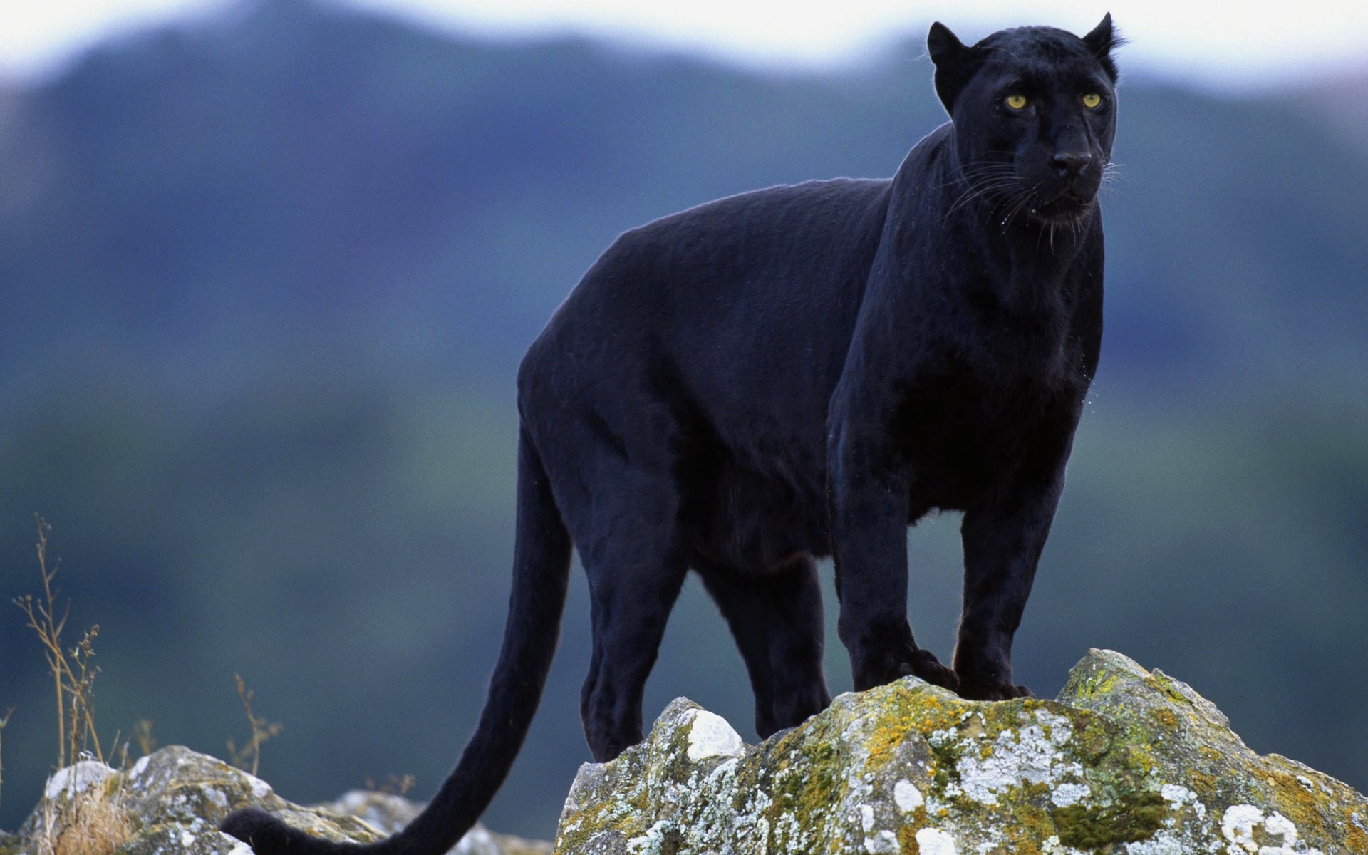 animals, Panthers, Black, Panther Wallpaper