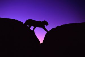 night, Animals, Silhouettes, African, Leopards