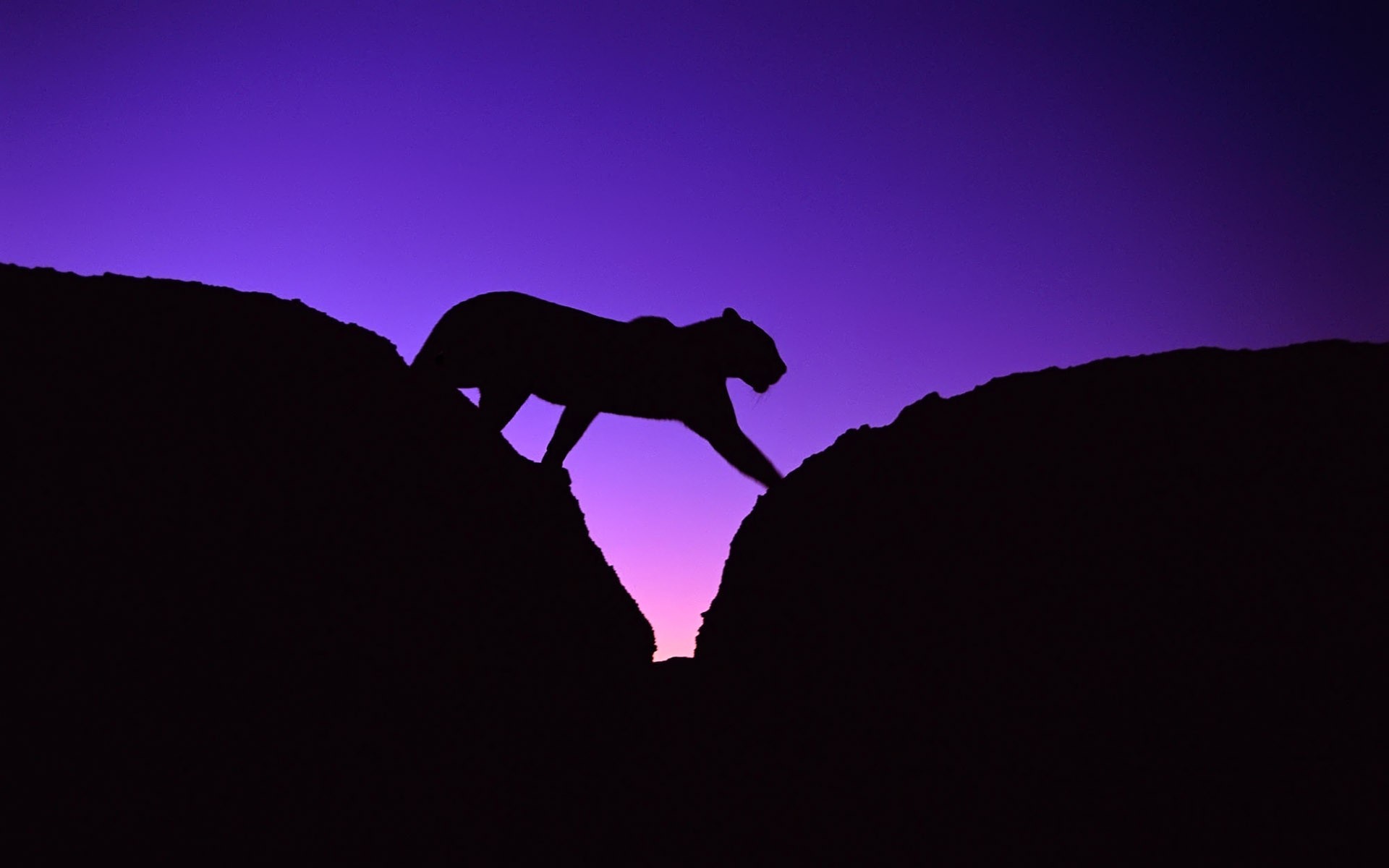 night, Animals, Silhouettes, African, Leopards Wallpaper