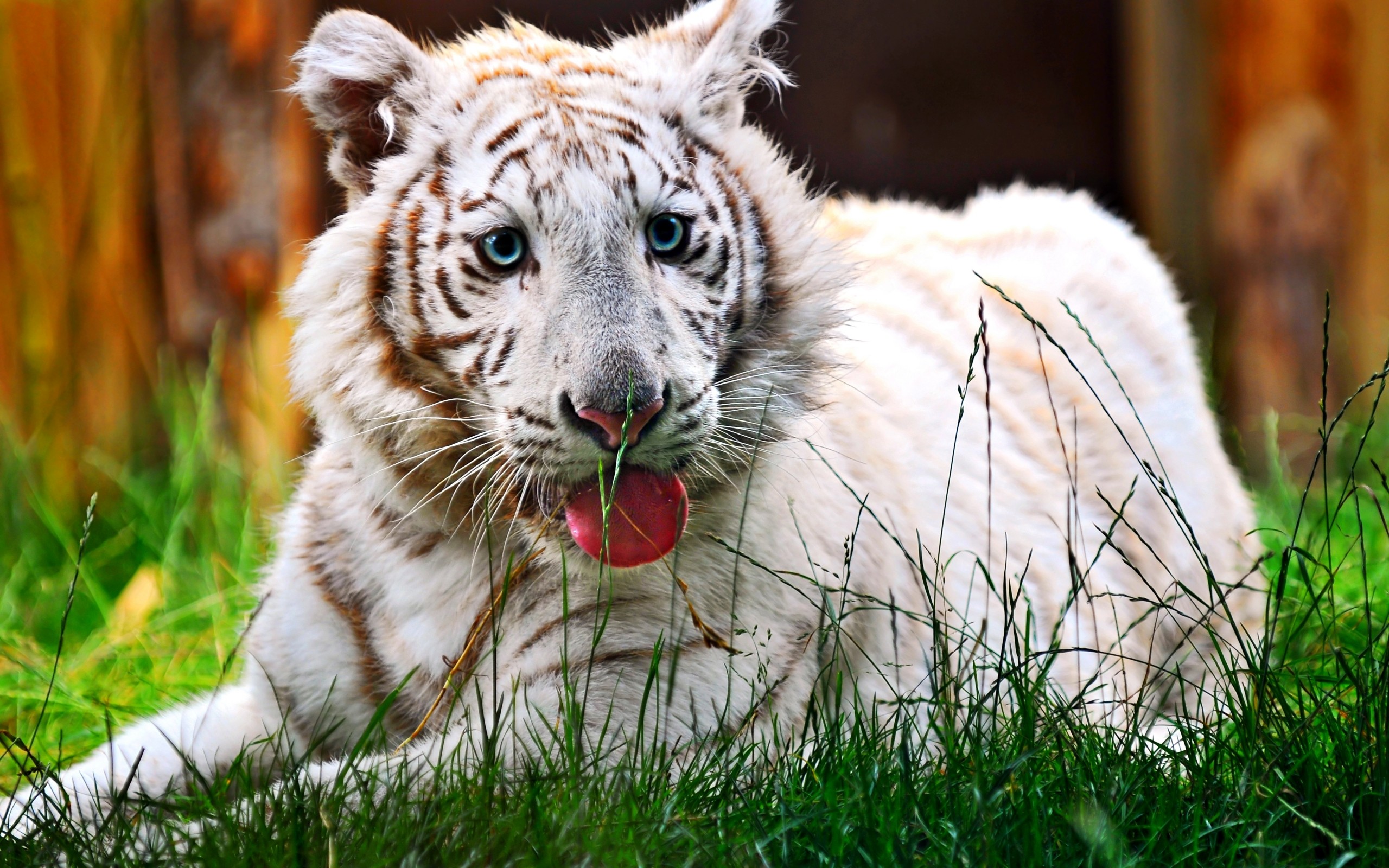 nature, Tigers Wallpaper