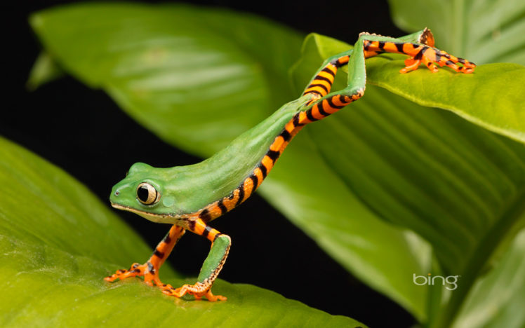 frogs, Lemur, Amphibians HD Wallpaper Desktop Background