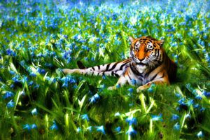 nature, Flowers, Animals, Tigers, Wildlife
