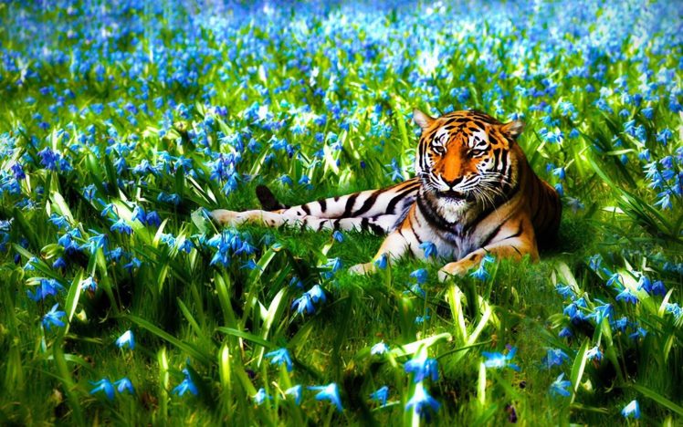 nature, Flowers, Animals, Tigers, Wildlife HD Wallpaper Desktop Background