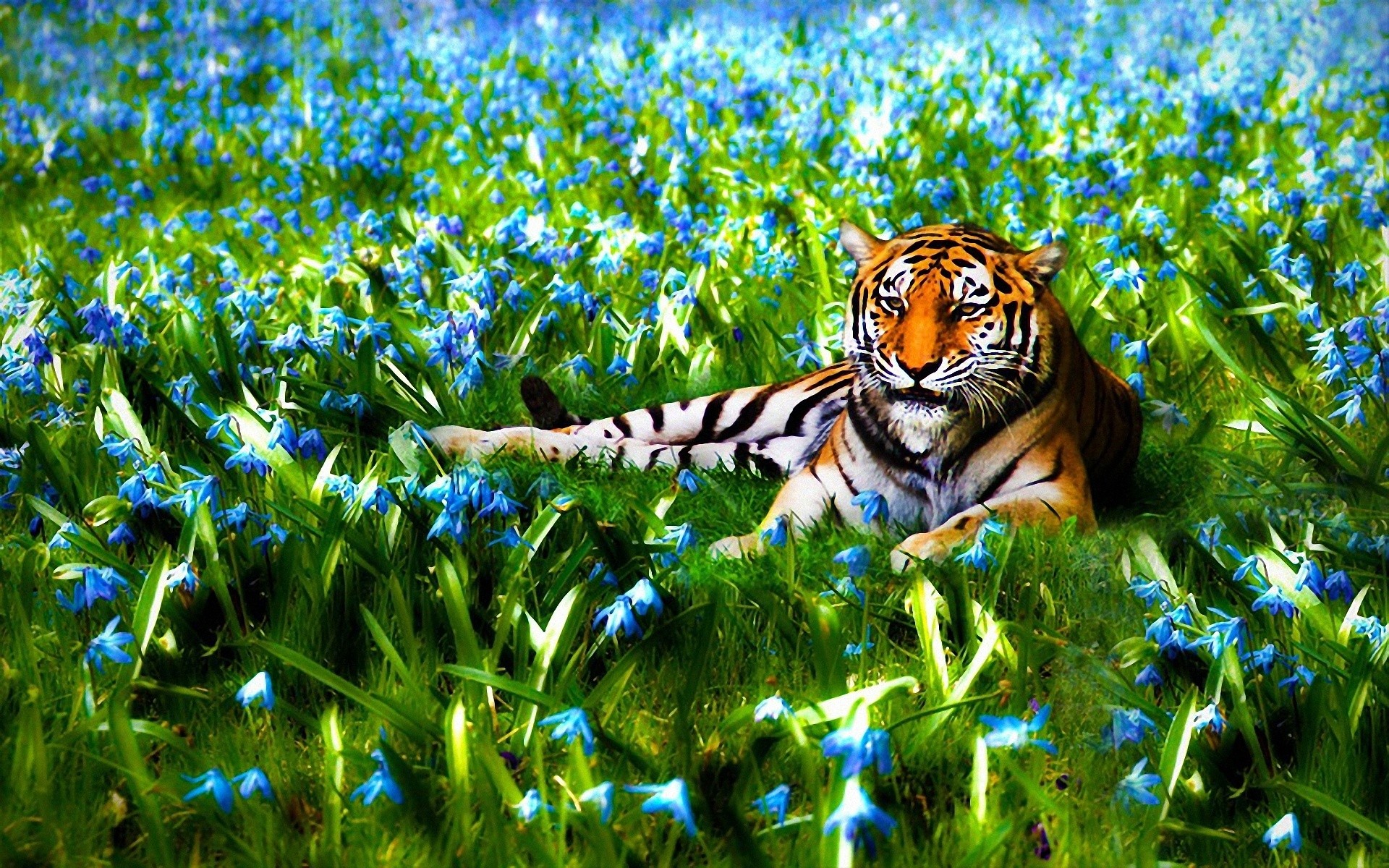 nature, Flowers, Animals, Tigers, Wildlife Wallpaper