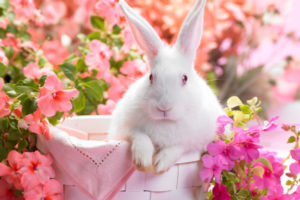 springtime, Hare