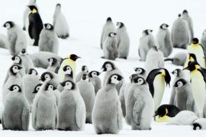 antarctica, Penguins