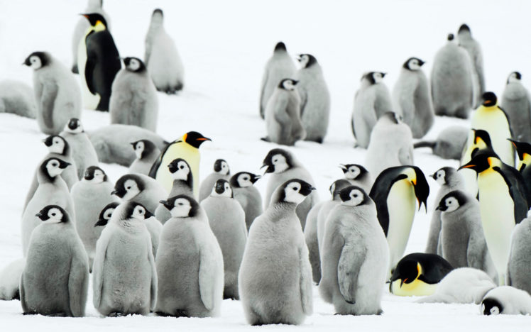 antarctica, Penguins HD Wallpaper Desktop Background