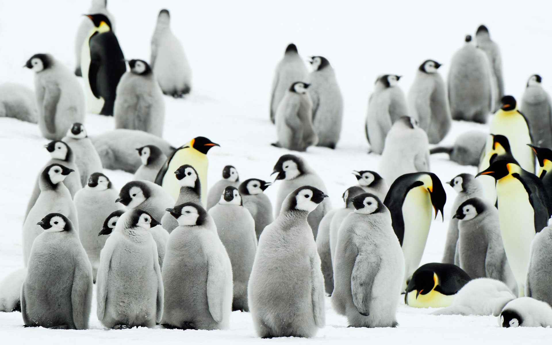 antarctica, Penguins Wallpaper