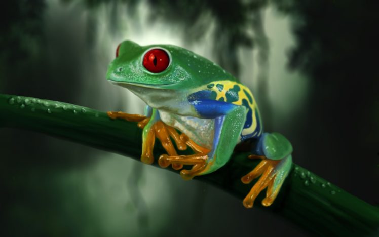 art, Frog, Stem, Red, Eyes, Drops, Dew, Macro HD Wallpaper Desktop Background