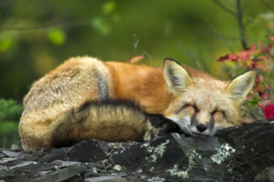 sleeping, Red, Fox