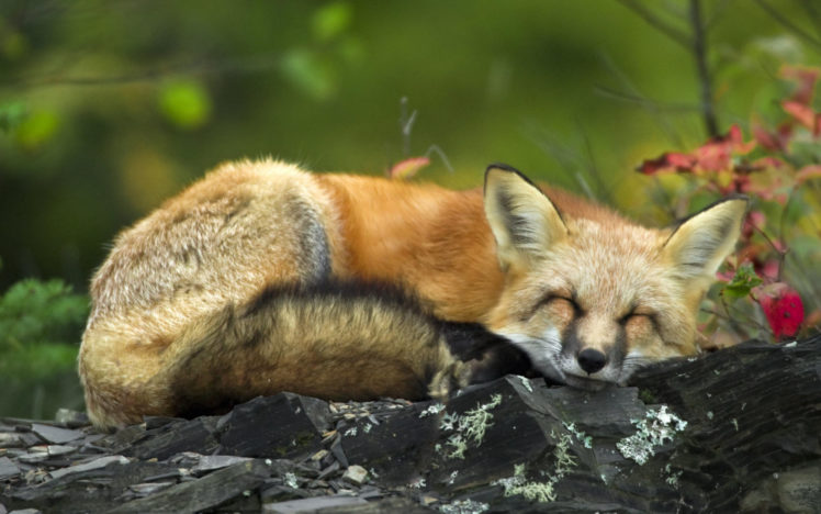 sleeping, Red, Fox HD Wallpaper Desktop Background