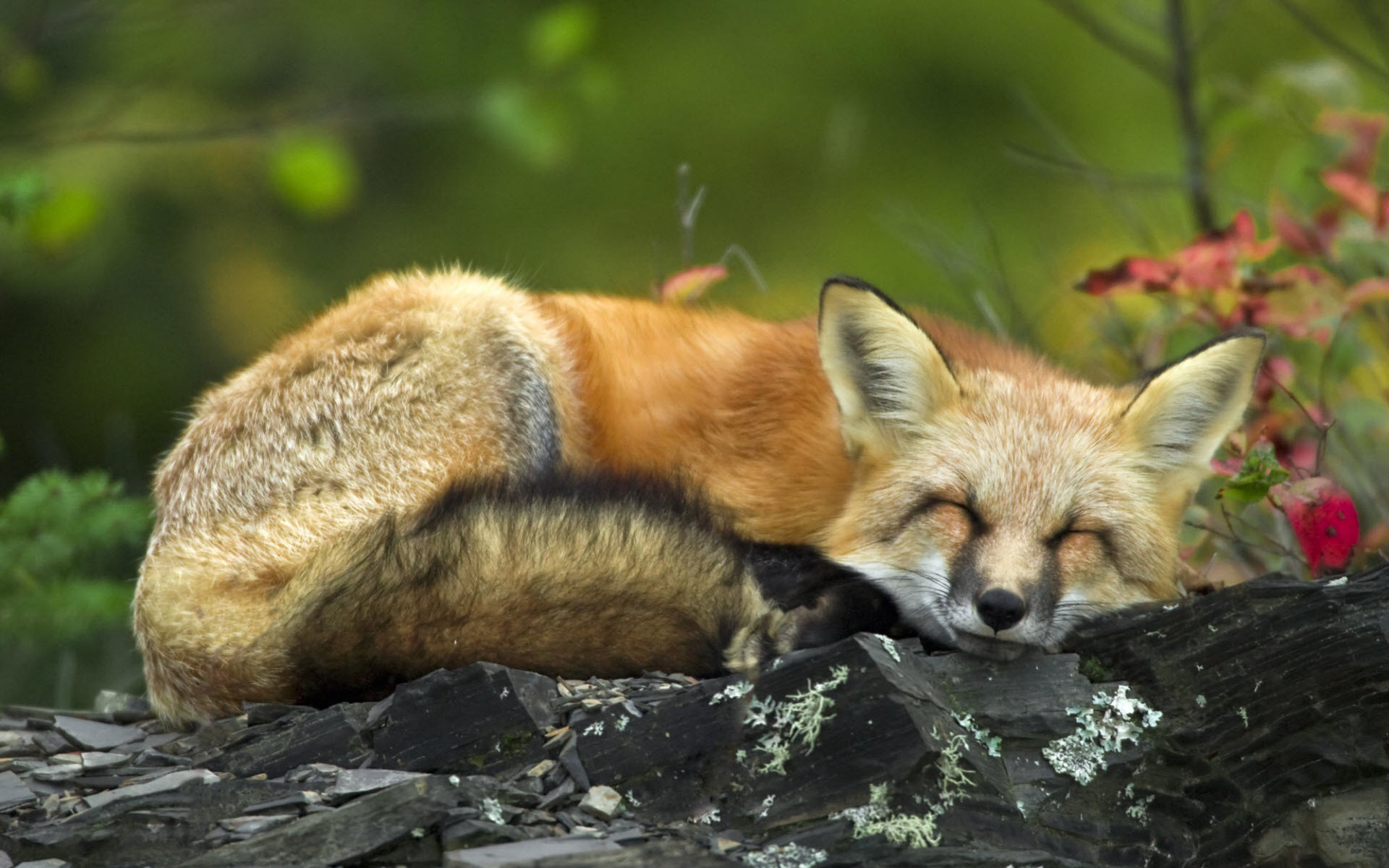 sleeping, Red, Fox Wallpaper