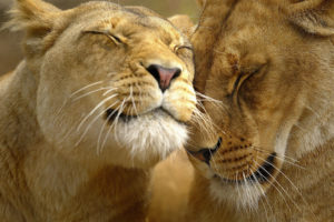 loving, Lions
