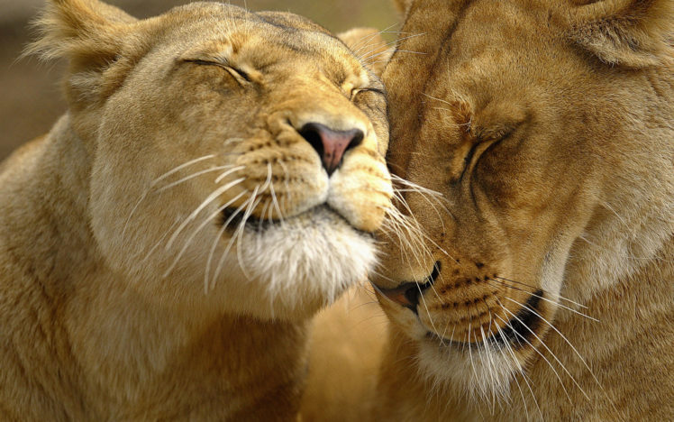 loving, Lions HD Wallpaper Desktop Background
