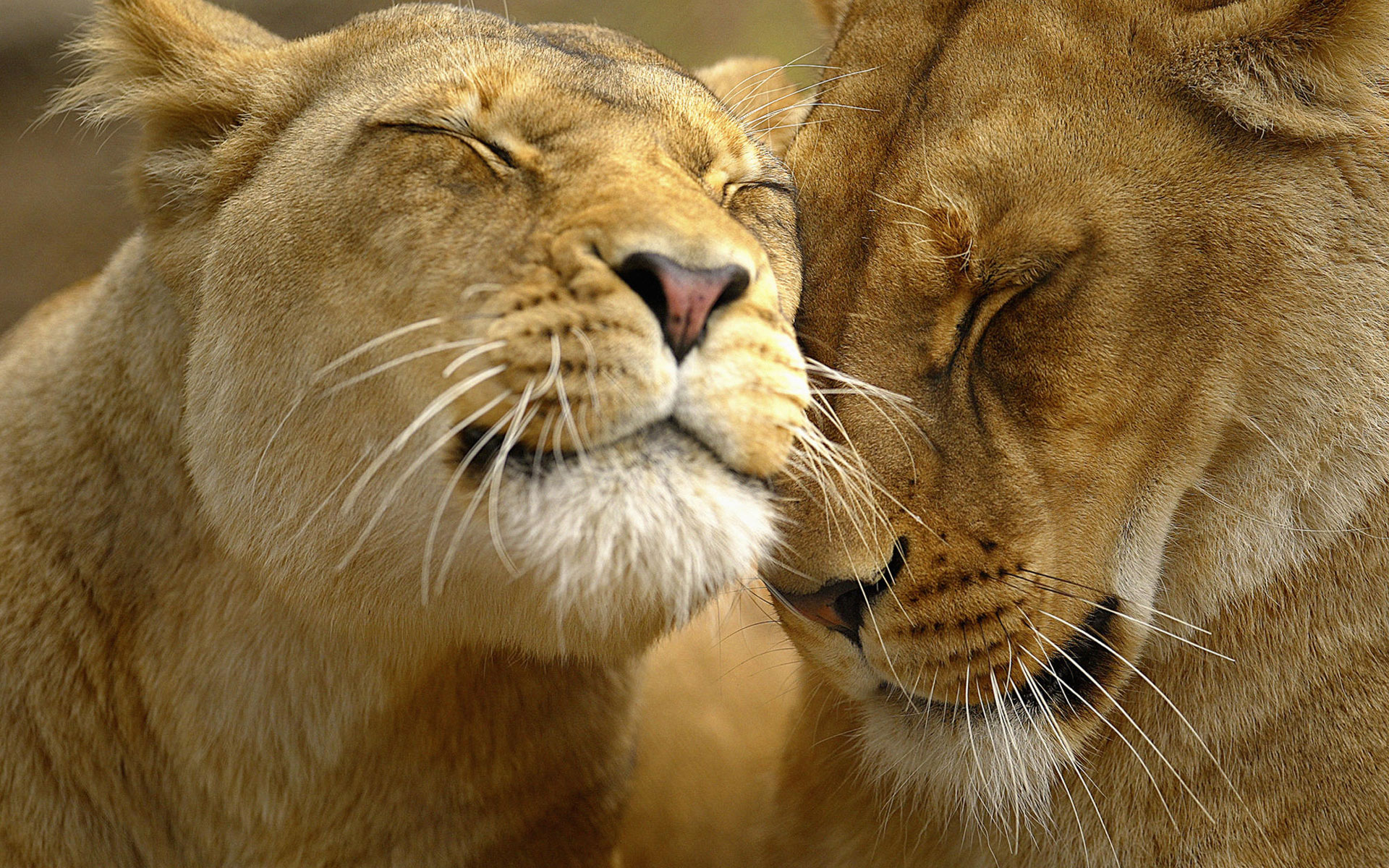 loving, Lions Wallpaper