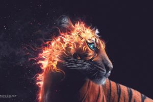 fire, Tiger, Fantasy, Blue, Eyes, Animal