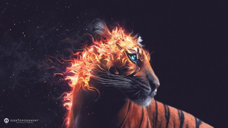 fire, Tiger, Fantasy, Blue, Eyes, Animal HD Wallpaper Desktop Background