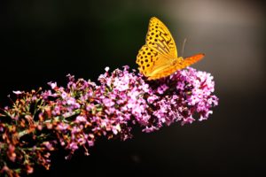 butterfly, In, Botanic, Garden, Animal