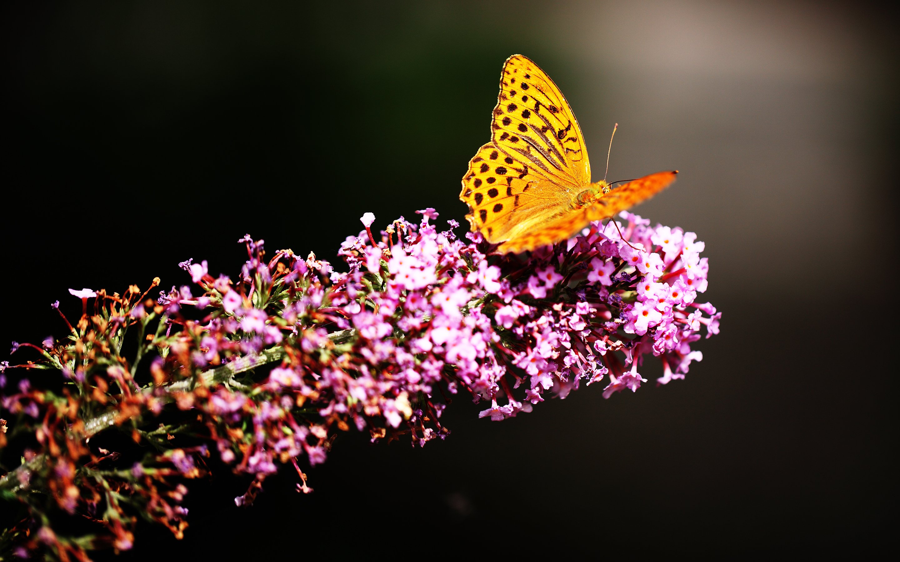 butterfly, In, Botanic, Garden, Animal Wallpaper
