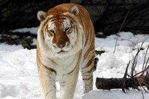 strange, Snow, Tiger